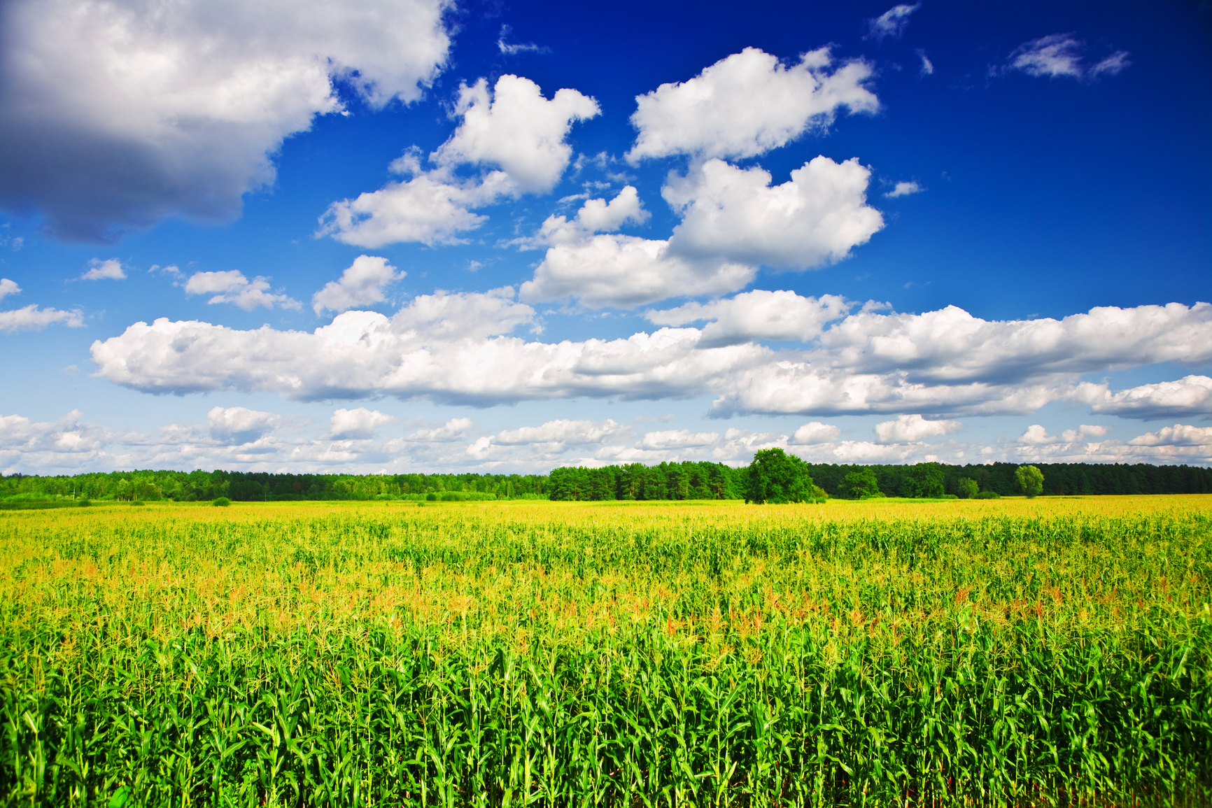 Corn growing under cloudy blue sky